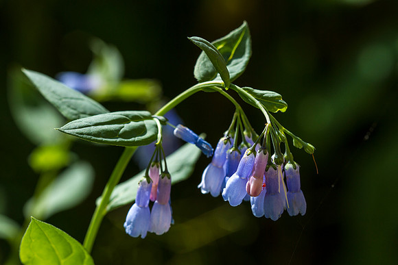 Mountain Bluebells - Mertensia ciliata