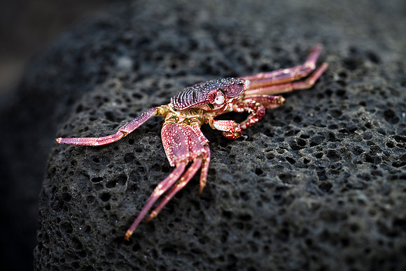 Molted Crab