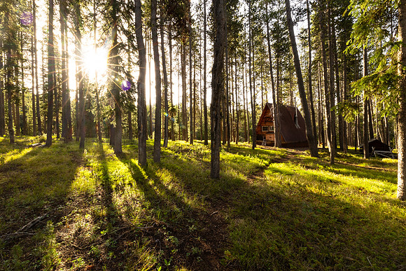 Cove Patrol Cabin: sunrise through the trees