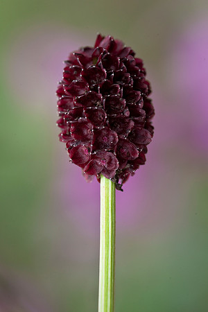 Red Burnet - Sanguisorba officinalis