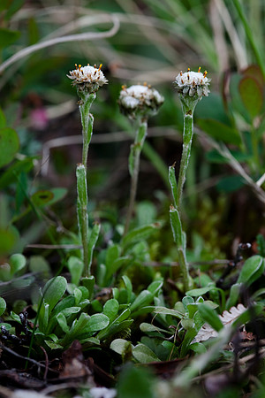 Cat's Paw - Antennaria monocephala ssp. monocephala