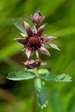 Marsh Cinquefoil - Potentilla palustris