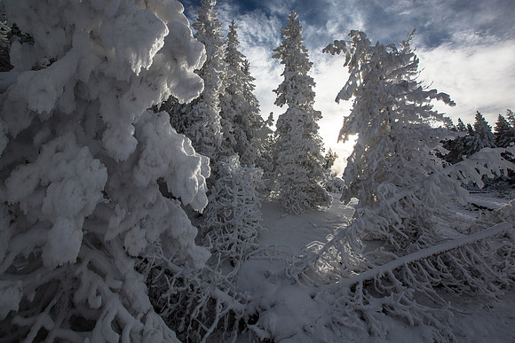 Ghost Trees