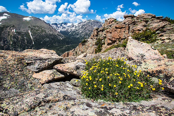Geum rossii in the Alpine