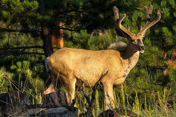 Mule Deer Buck in Velvet