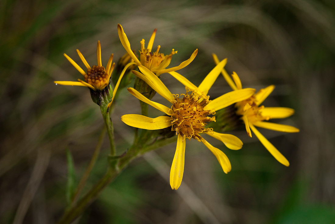 Black-tipped Groundsel - Senecio lugens