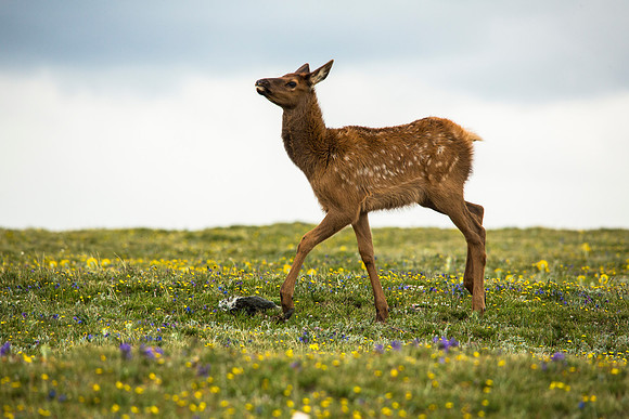 Elk Calf in the Alpine