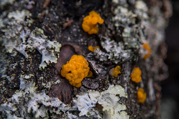 Orange Jelly - Dacrymyces palmatus