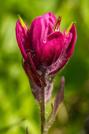 Alpine Paintbrush - Castelleja rhexifolia