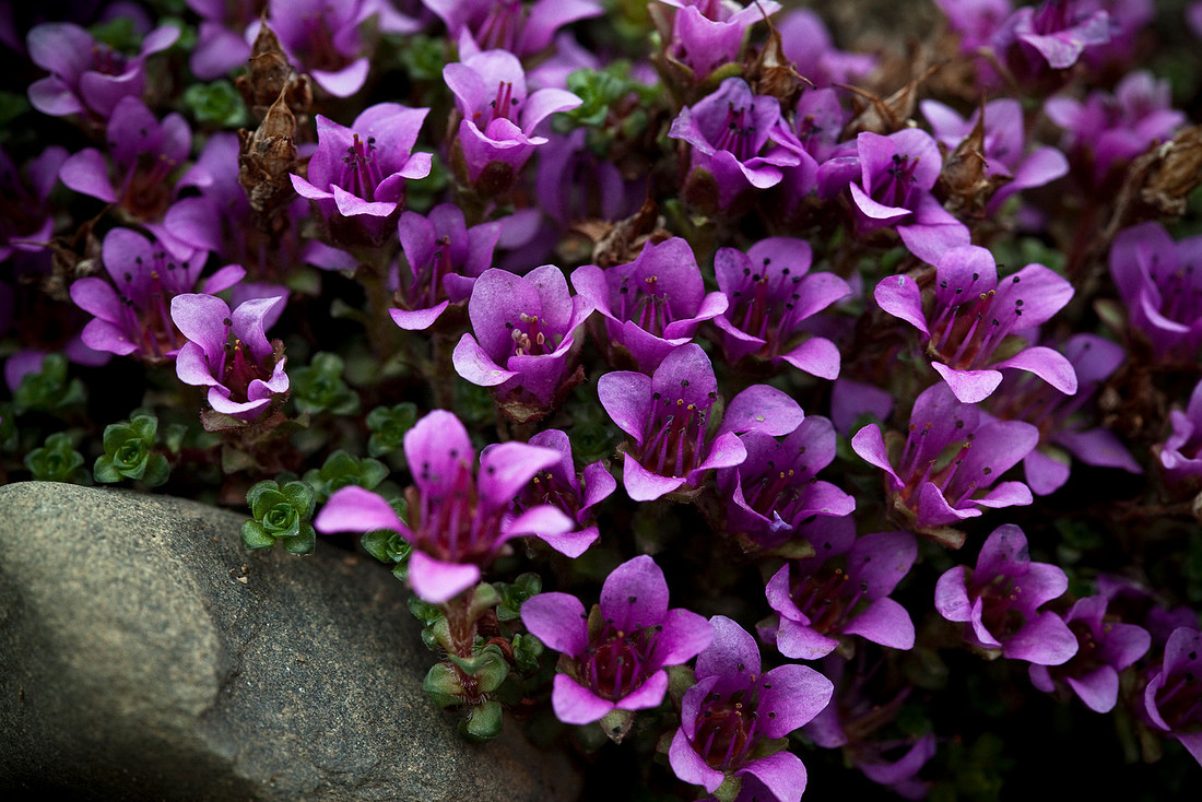 Purple Mountain Saxifrage - Saxifraga oppositifolia