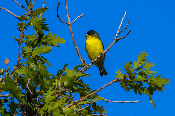 Lesser Goldfinch