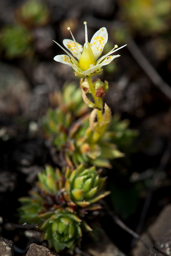 Yellow Spotted Saxifrage - Saxifraga bronchialis