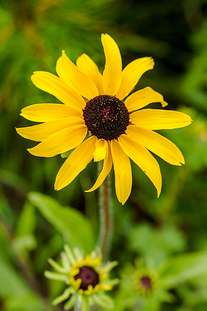Black-eyed Susan - Rudbeckia hirta