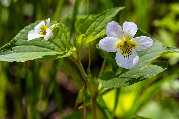 Canadian White Violet - Viola canadensis