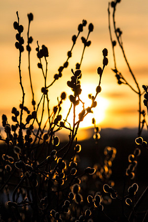Spring Sunset