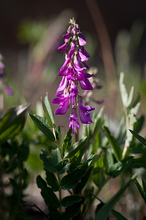 Eskimo Potato - Hedysarum alpinum