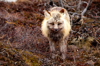 denali
