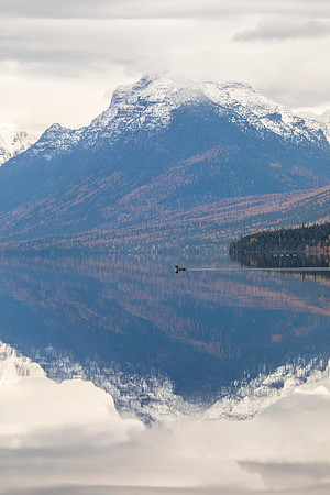 Brown and Merganser Reflections