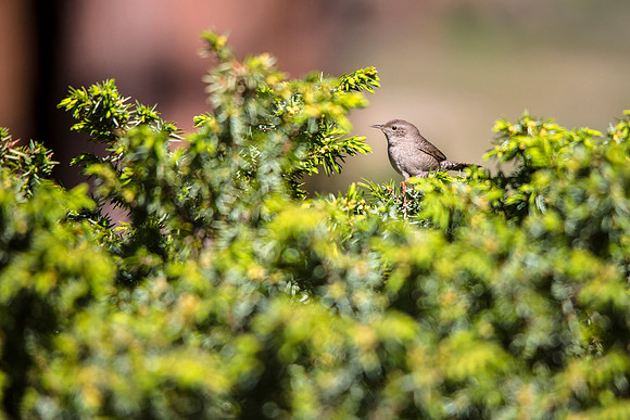 House Wren (3) - Troglodytes aedon