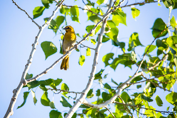 Bullock's Oriole (5) Female - Icterus bullockii