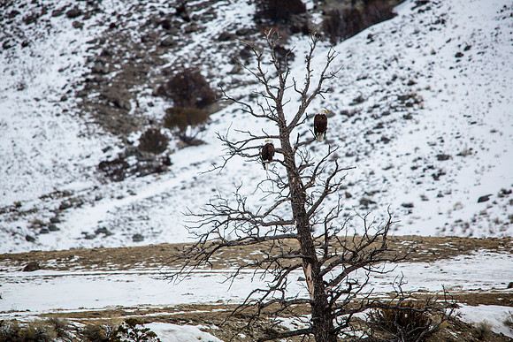 Bald Eagles along the Gardner River