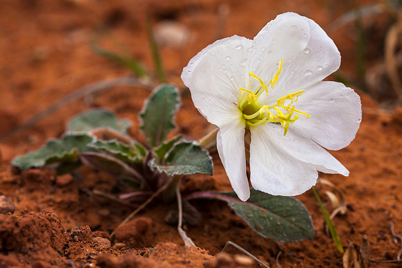 Dwarf Evening Primrose - Oenothera caespitosa