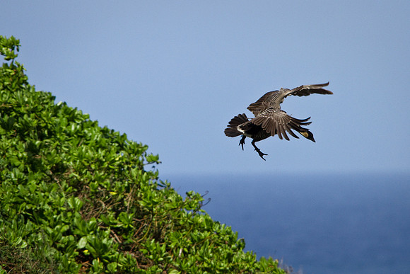 Nēnē - Hawaiian State Bird