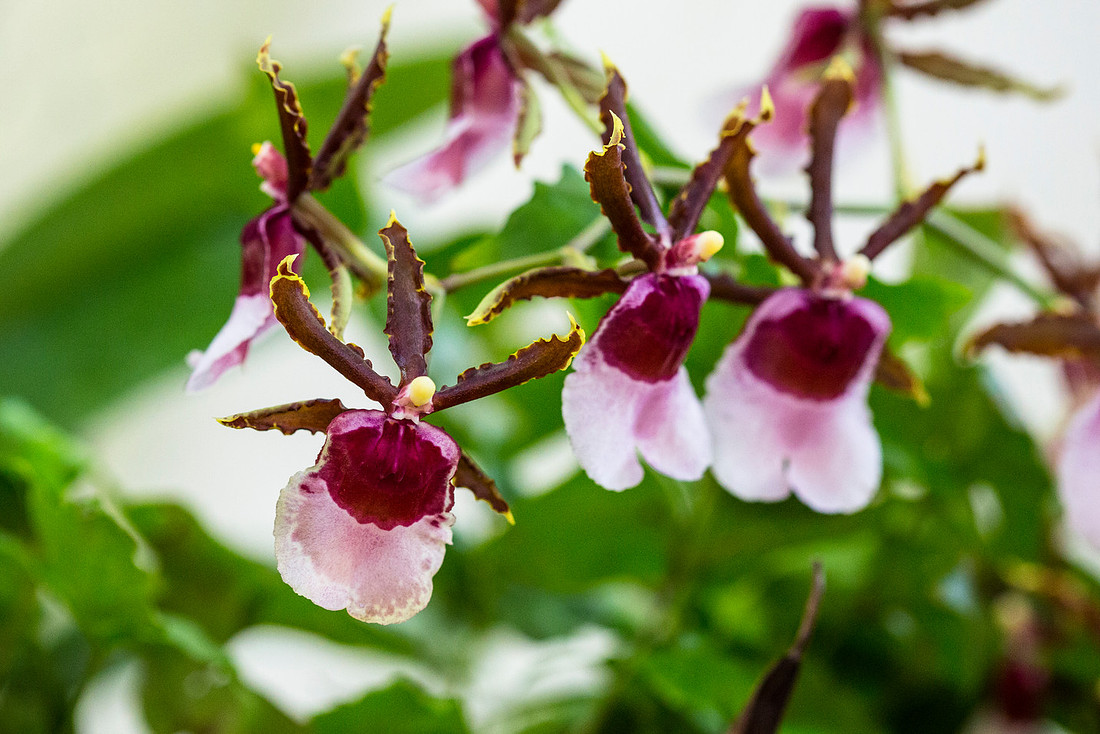 Pacific Parfait Orchid - Oncidium Ron's Rippling Delight