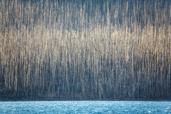 Forest Fire Remains