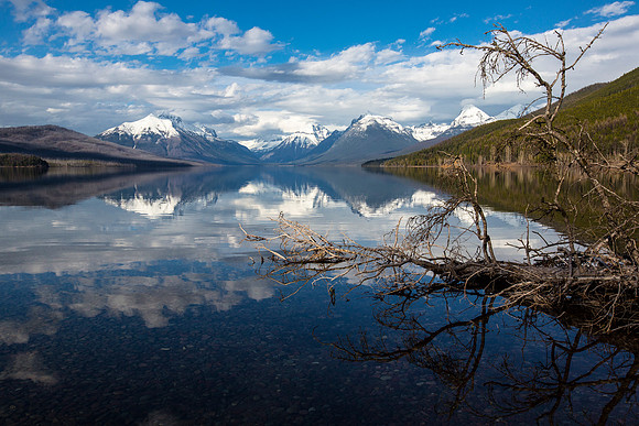 Snag in Lake McDonald