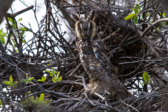 Long-eared Owl