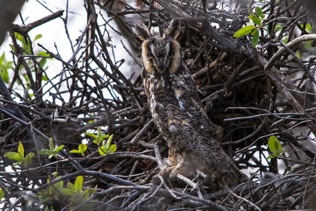 Long-eared Owl