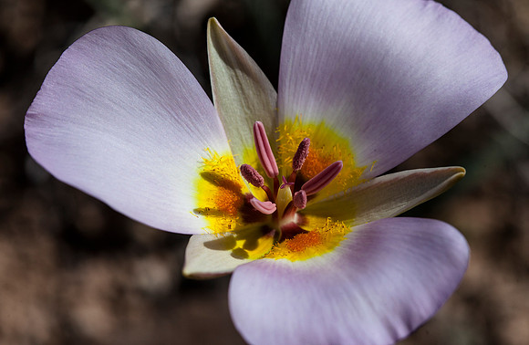 Sego Lily - Calochortus flexuosus