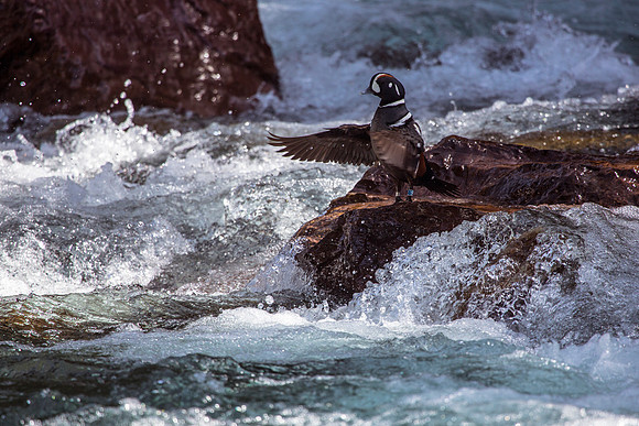 Harlequin Duck (2)
