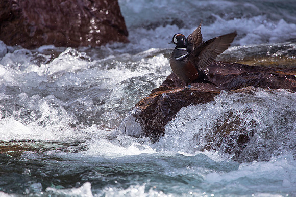 Harlequin Duck