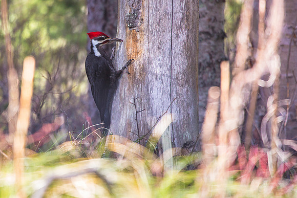 Pileated Woodpecker