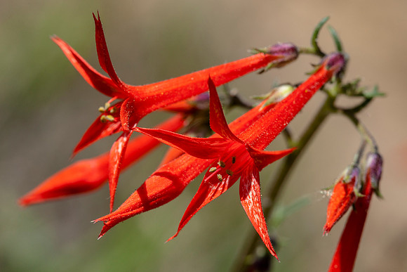 Scarlet Gilia - Ipomopsis aggregata