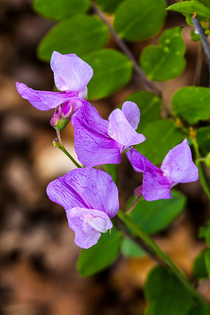 Few Flower Pea - Lathyrus pauciflorus