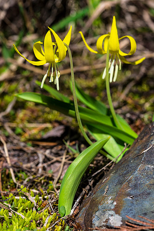 Glacier Lily - Erythronium grandiflorum