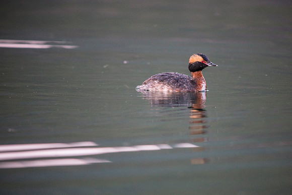 Horned Grebe - Podiceps auritus