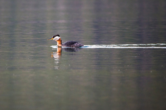 Red-necked Grebe - Podiceps grisegena (2)