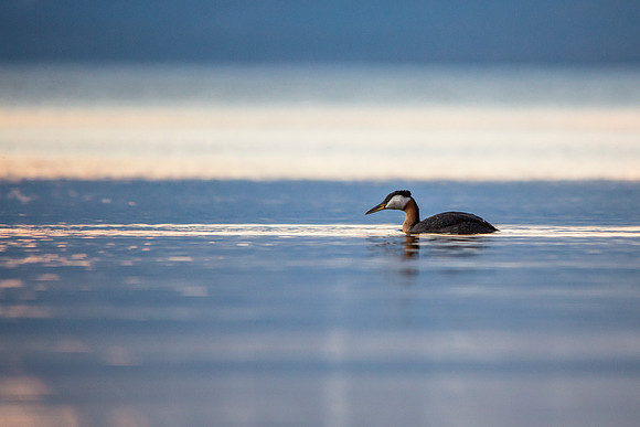 Red-necked Grebe - Podiceps grisegena (3)