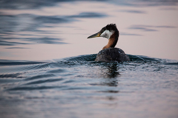 Red-necked Grebe - Podiceps grisegena