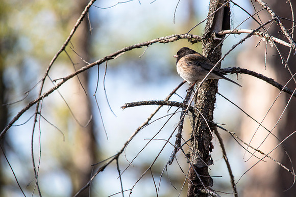 Dark-eyed Junco - Junco hyemalis