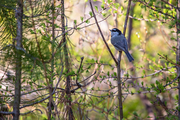 Mountain Chickadee - Poecile gambeli