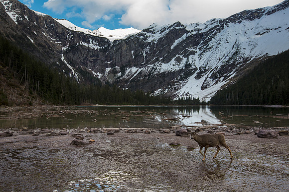 Mule Deer at Avalanche Lake