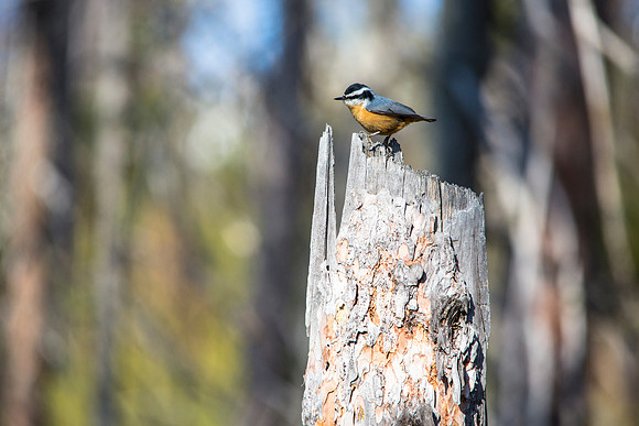 Red-breasted Nuthatch - Sitta canadensis