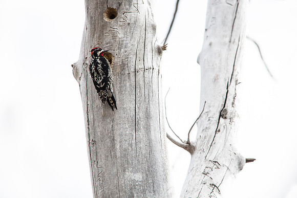 Red-naped Sapsucker - Sphyrapicus nuchalis