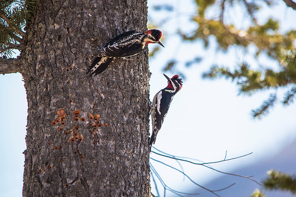 Red-naped Sapsuckers - Sphyrapicus nuchalis