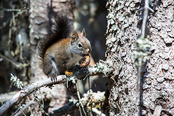 Snack Time with a Red Squirrel